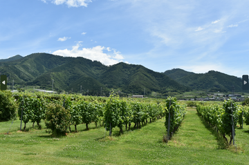 日本ワインの故郷で地域を想う新生ワイン村