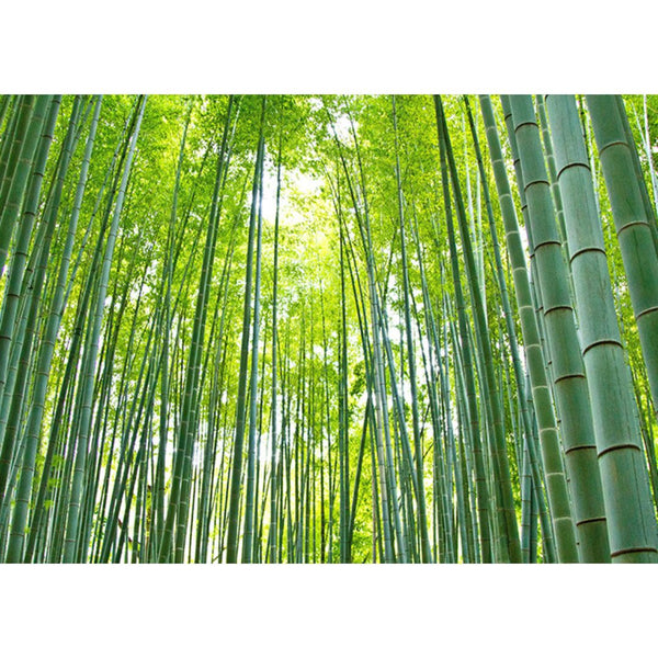 天然成分100％の無添加洗濯用竹洗剤バンブークリア620mlボトル